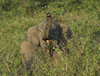 Trompe d'éléphant, Inde