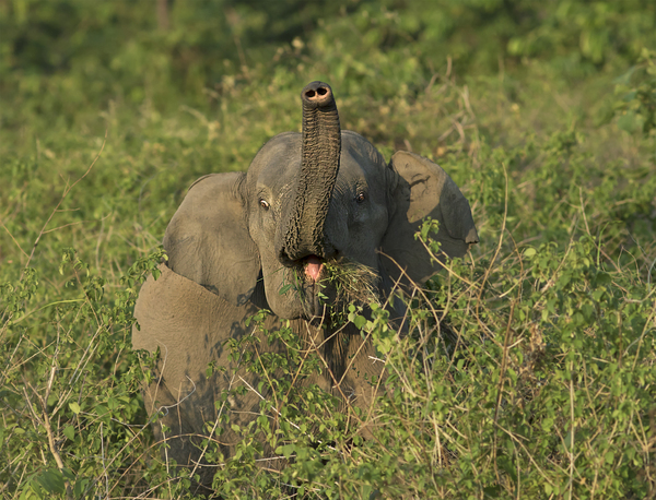 elefante tronco acima, india