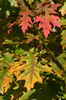 Blätter wechselnden Farben