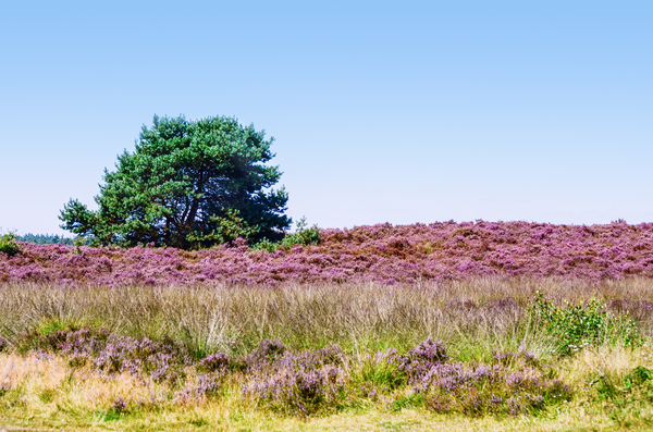 August heather field
