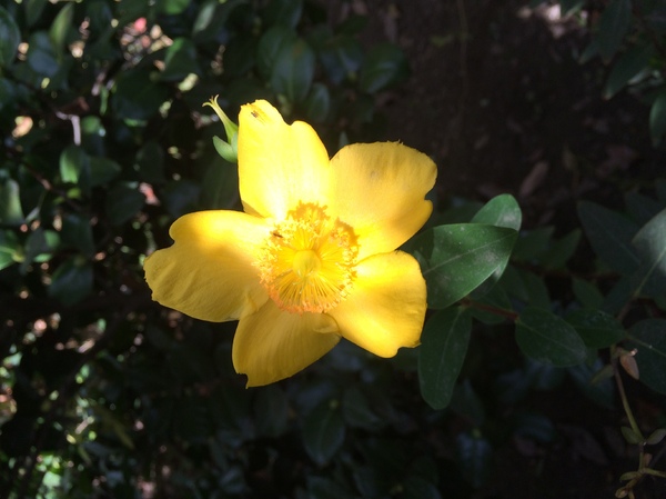 Flor amarela