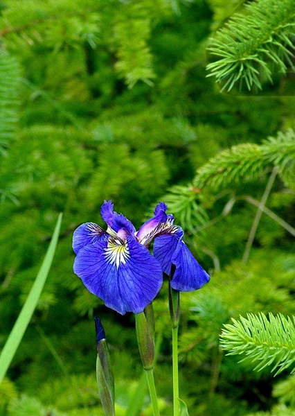 Flower in Dyea Alaska