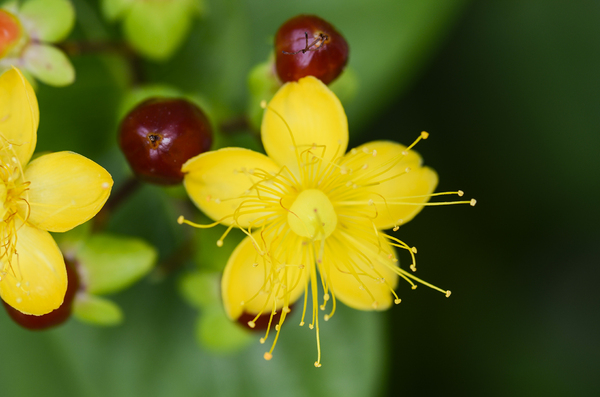 yellow garden flower