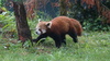 Czerwona panda spacerowy