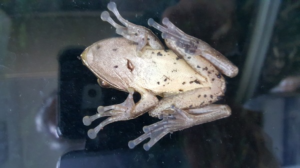 A frog greeting
