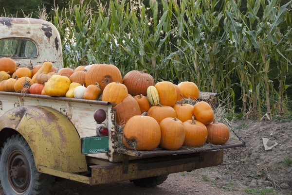 Truck full of pumpkins