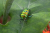 escarabajo 1