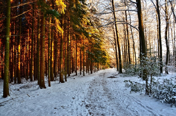 winter hike in the forest