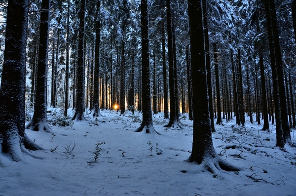 walk in the winter forest