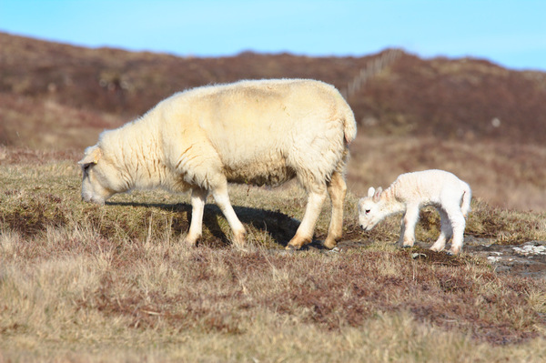 Sheep and young lamb