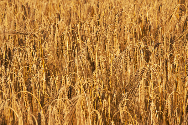 Golden Wheat 3