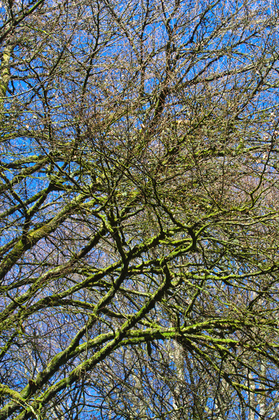 Bare green branches