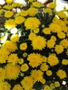 fleurs par marilyn juin janson