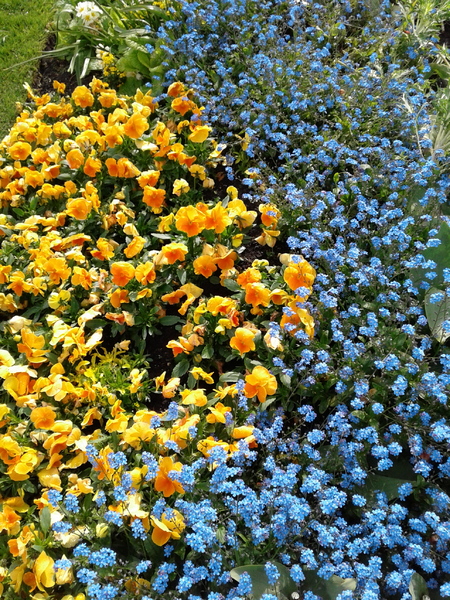Flowers by Marilyn June Janson