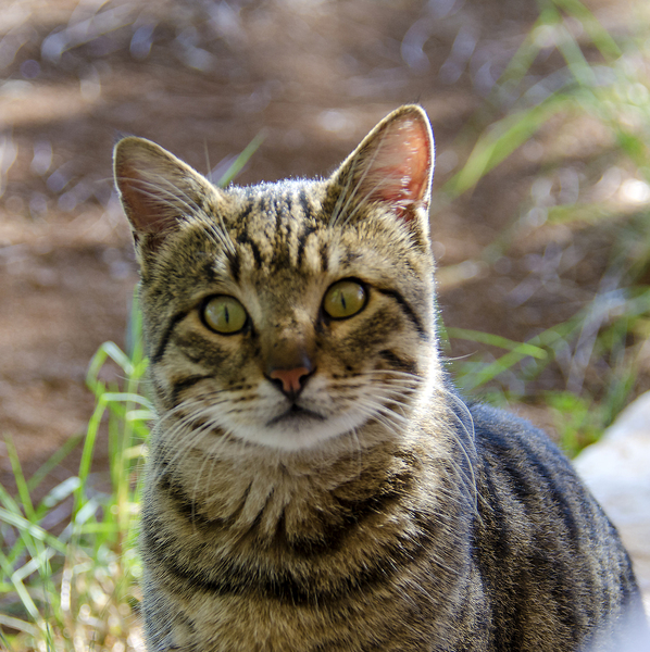 Free Stock Photos Rgbstock Free Stock Images Nice Cat Kimolos 