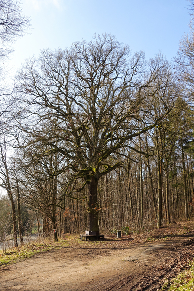 tall oak tree