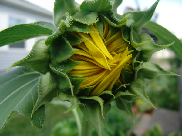 Sunflower Bud Flower Emerging