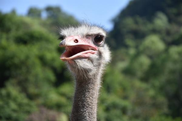 Ostrich head 1