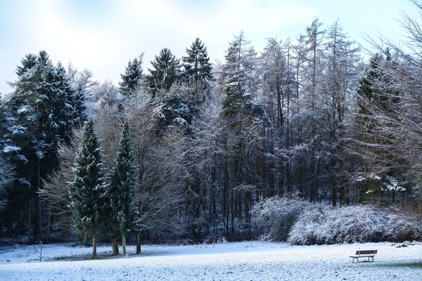 snowy trees landscape