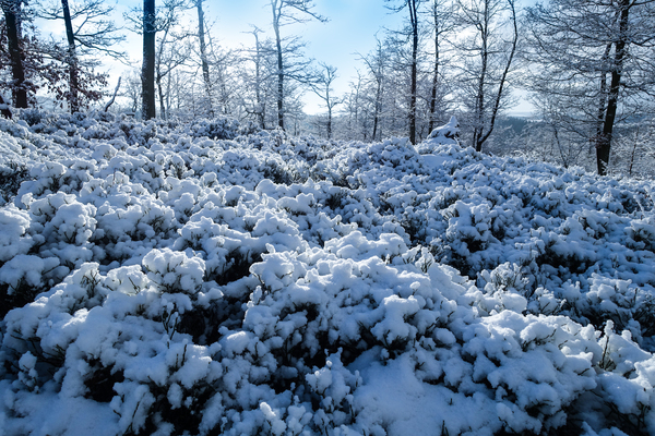 snow-covered trees and bushes