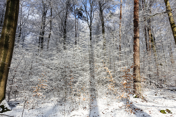 sunny winter snow forest