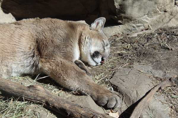 sleeping cougar