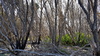 windgepeitschte Bäume Eden Australien