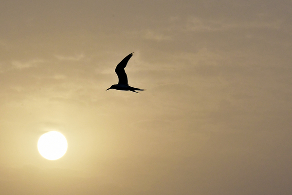 Sea Bird in flight at Sunrise