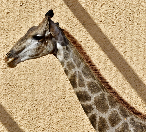 Giraffe of Africa