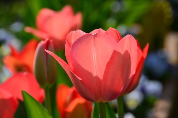 Tulips from my garden