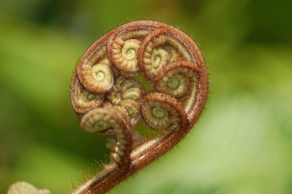 Fern dicksonia squarrosa