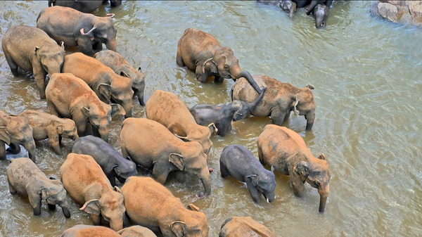 elephants bathing in river