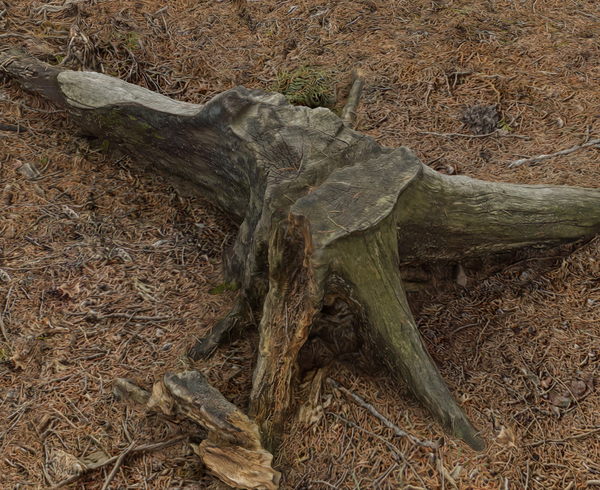 Dead tree trunk