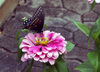 papillons beauté 3
