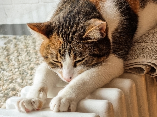 lazy cat on heating