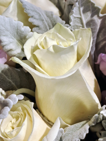 White rose flower 1