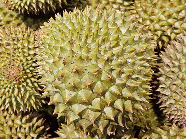 Asia Durian fruit