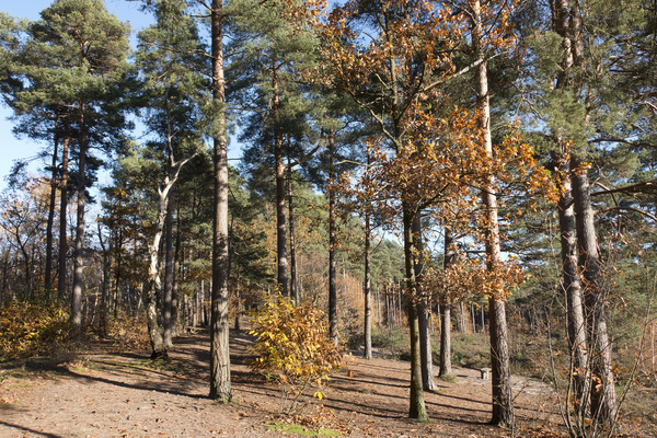 Mixed forest in autumn