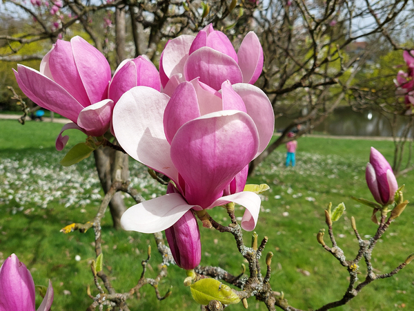 Magnolia Tulips.