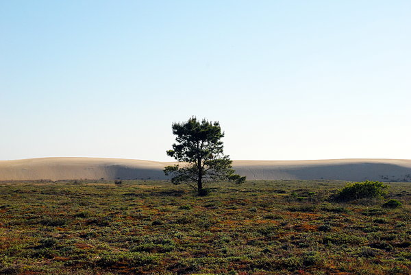 Isolated tree near the big dun