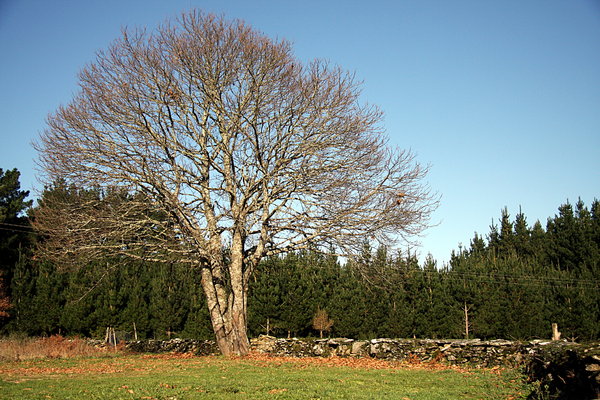Isolated autumn tree 1