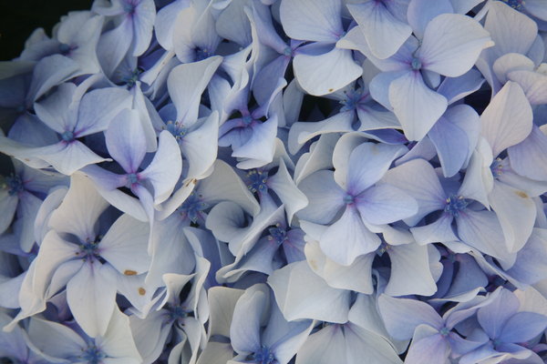 Violet hydrangea