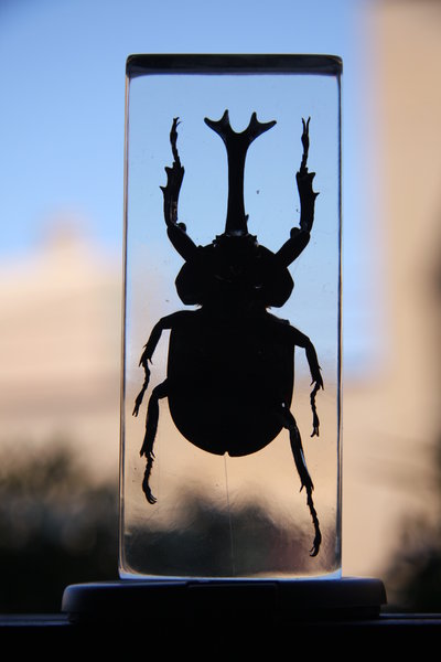 Embedded beetle