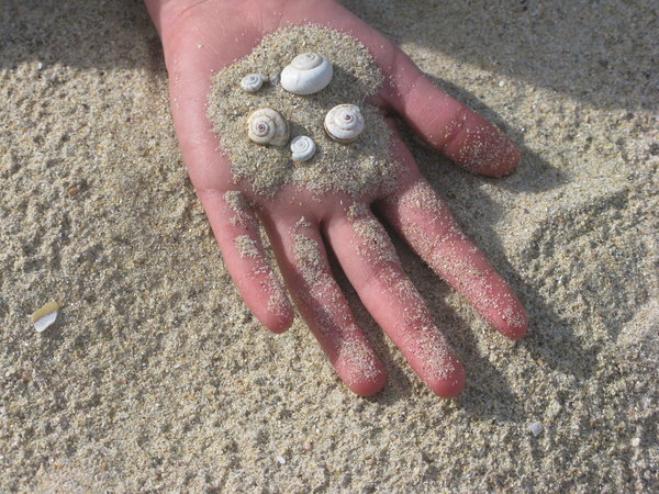 Hand, sand and shells
