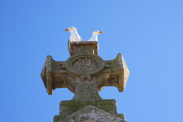 Seagulls & Cross