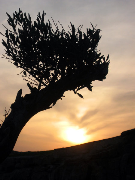 Olive branch sunset 2