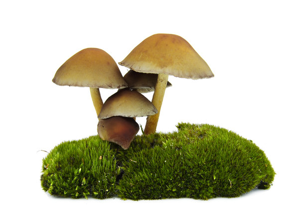 Mushroom Island