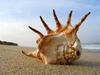 Shell auf dem Strand