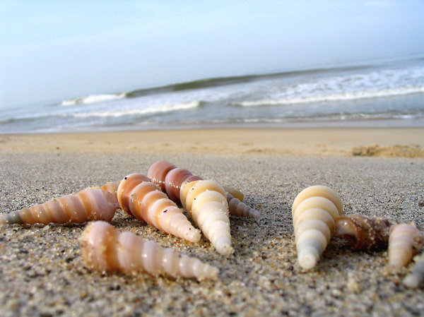 augur shells on the sand