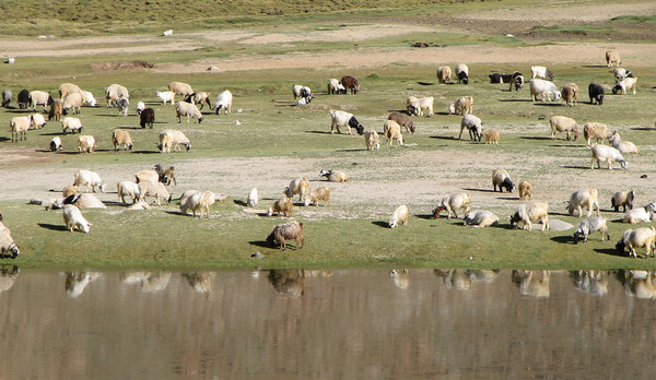 Sheep in the Grasslands